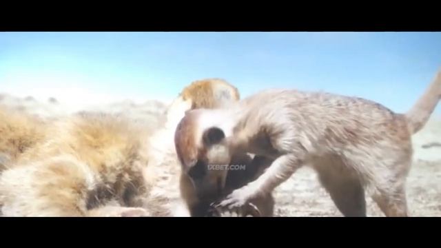 Timon Y Pumba Encuentran a Simba - El Rey Leon Live Action En Español смотреть онлайн
