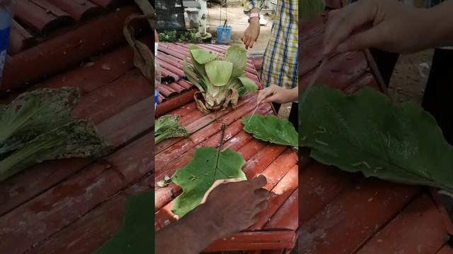 Amati perilaku ulat Plutella xylostella смотреть онлайн