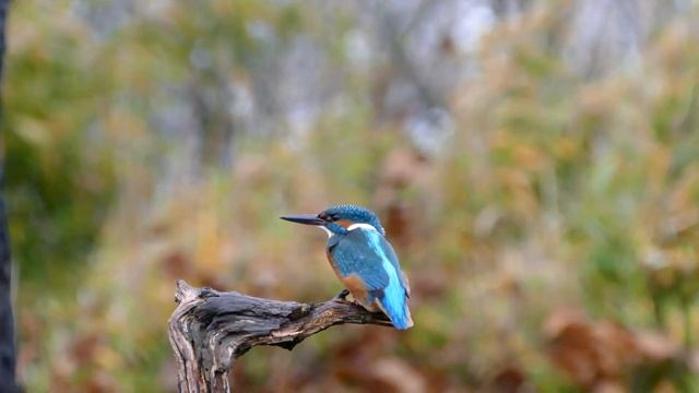 Common Kingfisher a photohide compilation смотреть онлайн