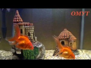 140.ВТОРОГО- ОЧЕРЕДНОЙ ФЛЭШМОБ.СОВЕТ.И ВАШИ Комменты.