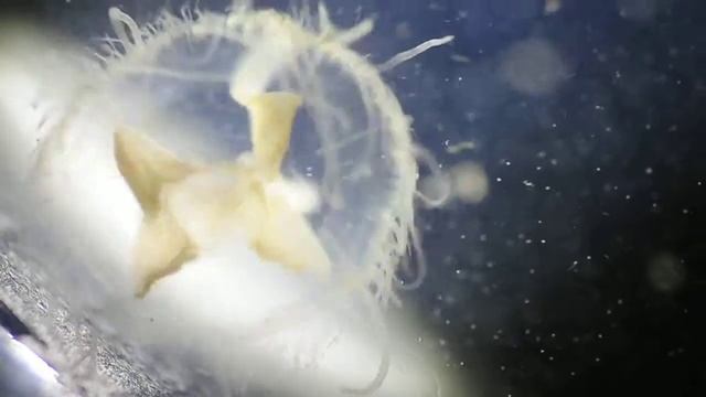 桃花水母 Craspedacusta sowerbyi смотреть онлайн