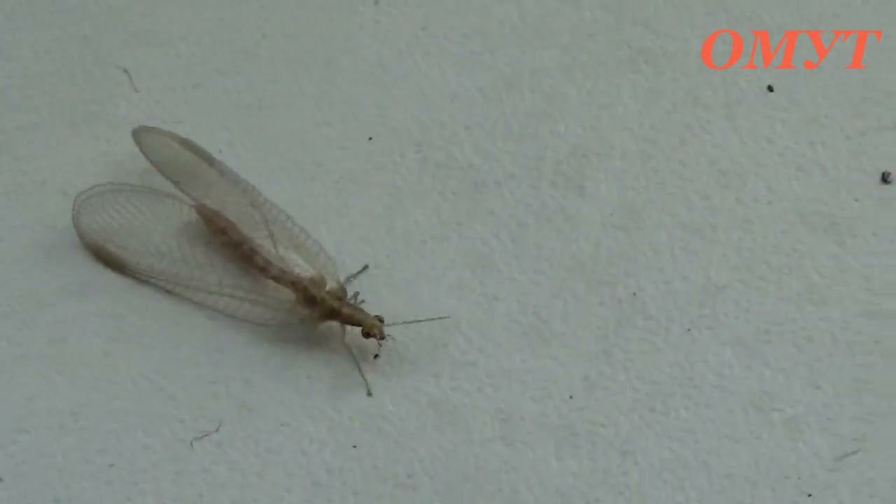 338. НУ, НОРМУЛЬ ,ВСЁ ИДЁТ... смотреть онлайн