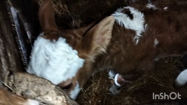 Кормление телят по возрасту.