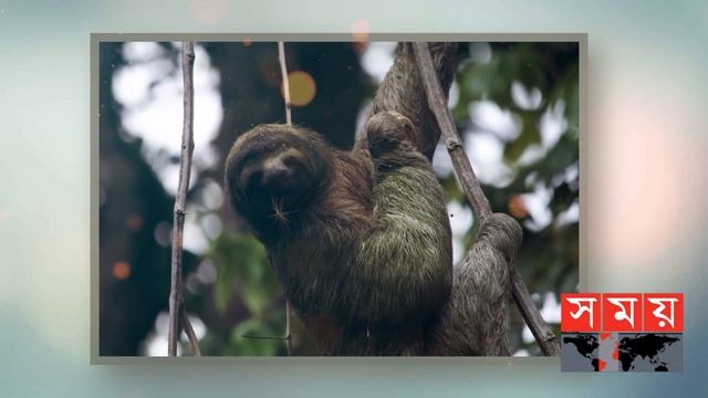 ৪০ মিনিট দম বন্ধ রাখতে পারে স্লথ | Sloths | Most Lazy Animal | Somoy TV смотреть онлайн