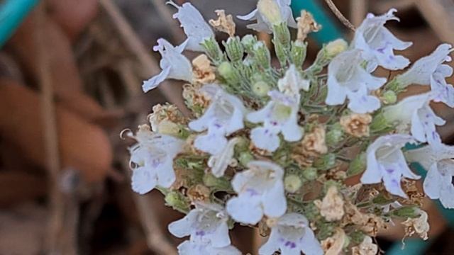 זוטה לבנה زعيطمان Micromeria fruticosa смотреть онлайн