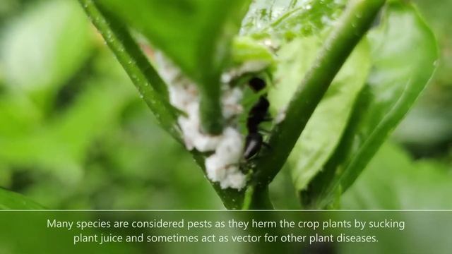 Busy Ants- Symbiosis with Aphid and Mealybugs| Ants Farming and Milking aphids| Mutualism смотреть онлайн