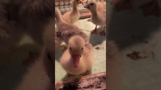 Как избавиться от расклева, щипания и кусания друг друг у гусят, при помощи родительского пера😁👌🏻 смотреть онлайн