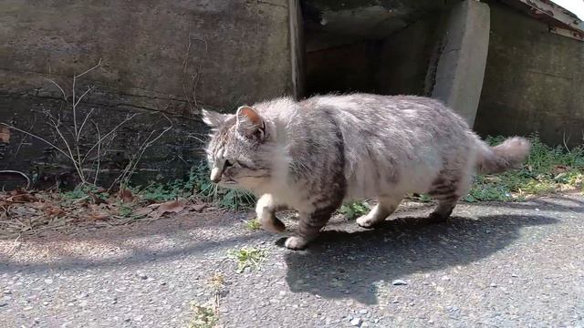 猫島で野良猫のパトロールに同行してきた смотреть онлайн