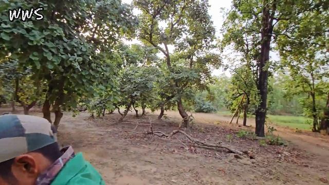 Encounter with Five Tigers | Sanjay Dubri Tiger Reserve | Unexplored Forest of M.P | Jungle safari смотреть онлайн