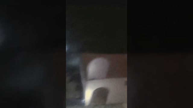 Реакция кота на хамков смотреть онлайн