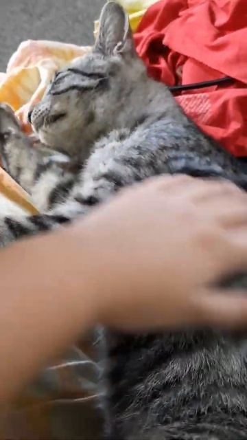 hand reaval) my pet tiger смотреть онлайн