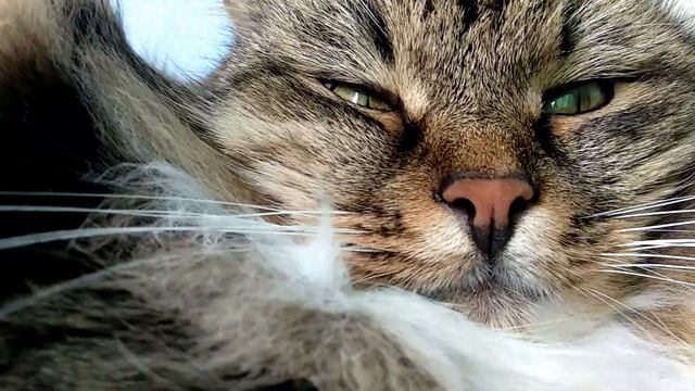 Кошка фотомодель. Как красиво позировать? Поза для фотосессии. смотреть онлайн