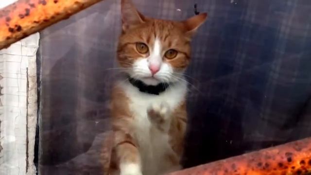 СМЕШНЫЕ КОТЫ И КОШКИ 2017 ПРИКОЛЫ С КОТАМИ И КОШКАМИ 2017 FUNNY CATS смотреть онлайн