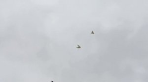 голуби это жизнь!!!