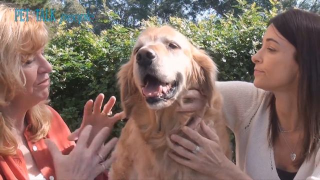 Dr Katrina Warren (& Riley!) Talkin' Ticks & Fleas (+ Prize Draw) смотреть онлайн