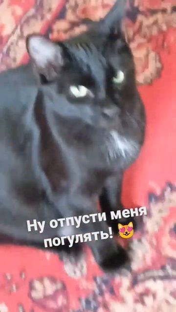 Из жизни наших пушистых любимцев!😻 #shorts #short #cat смотреть онлайн