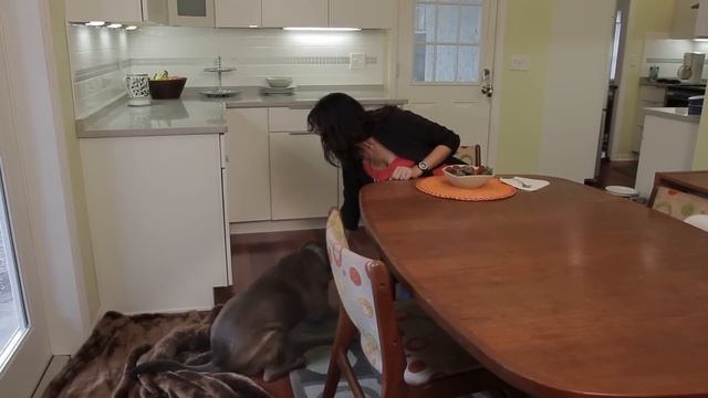 How to Stop Your Dog From Sniffing Your Food : Dog & Puppy Care смотреть онлайн