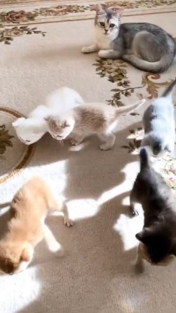 British cat Kylie with kittens 3 weeks old. Британская кошка Кайли с котятами в возрасте 3 недели. смотреть онлайн