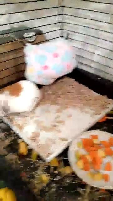 мой питомец