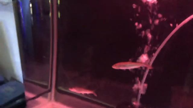 vittatus tiger fish смотреть онлайн