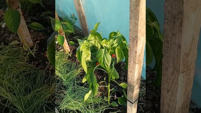 Розпаковка.Що сталося з помідорами в парнику? смотреть онлайн