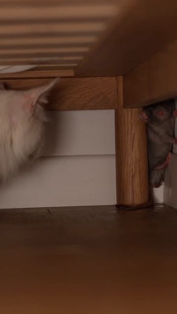 КОГДА СЫТАЯ КОШКА УВИДЕЛА МЫШЬ 🐁 #мышь #крыса #смех #смешно #смешноевидео #смешное #позитив смотреть онлайн