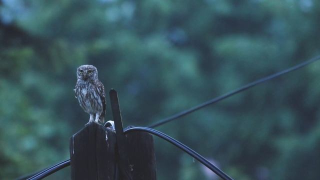 Athene noctua call... смотреть онлайн