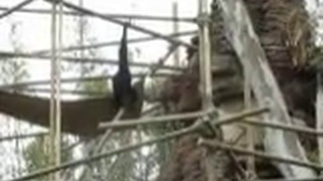 2010-02-24 Animal Kingdom monkey play смотреть онлайн