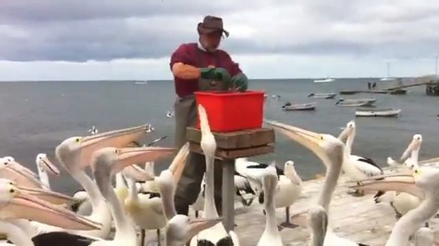 Feeding Pelican at kingscote, Kangaroo Island 13 Jan 2012 b смотреть онлайн