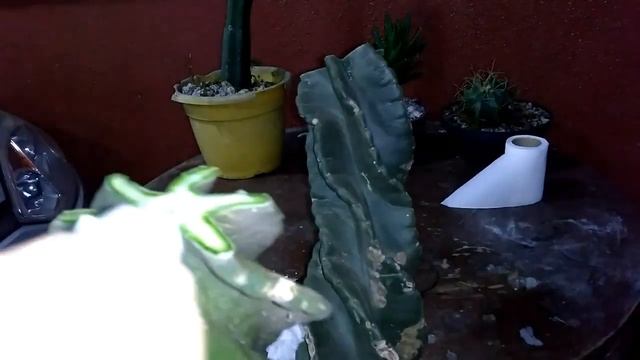 Como fazer mudas de cacto Parafuso por cortes e dicas смотреть онлайн