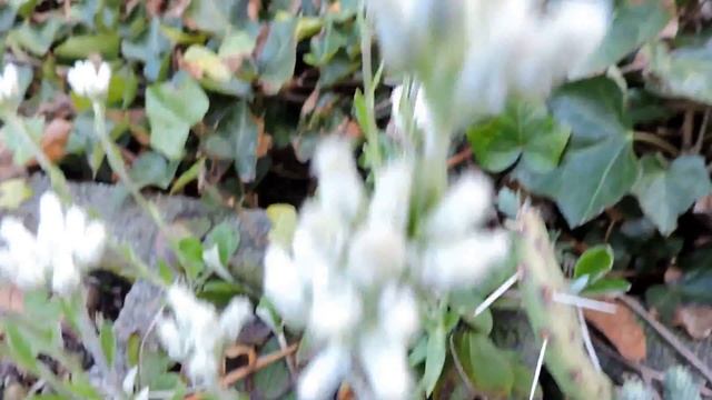 Capital Naturalist: Parlins Pussytoes смотреть онлайн