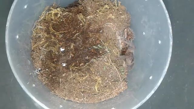 #1 Brachypelma albopilosum смотреть онлайн