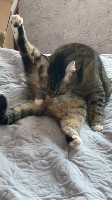 Котейка умывается смотреть онлайн