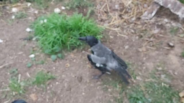 Новичок! Серая Воронка Гоша из Питера смотреть онлайн