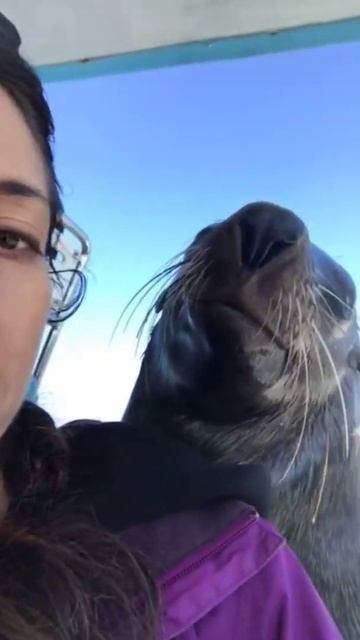 Wild seal jumps on boat to smile for the camera смотреть онлайн