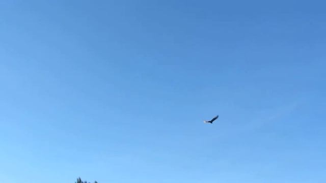 канюк обыкновенный смотреть онлайн