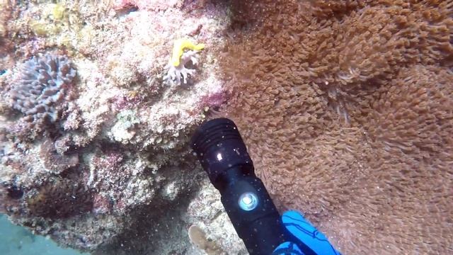 Searching the Beautiful Ocean in Japan! (5ft Coral Snake) смотреть онлайн