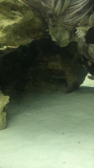 Цихлиды и сомики синодонтисы 🐠 смотреть онлайн