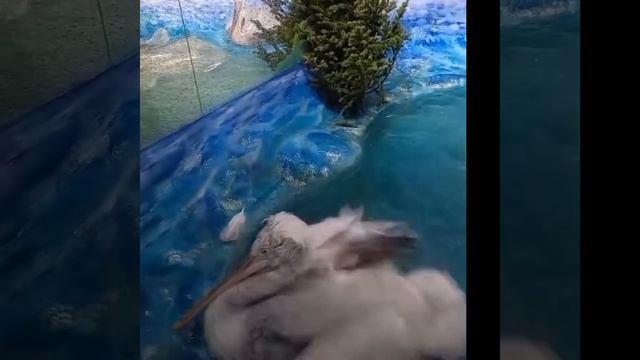 Купание пеликанов смотреть онлайн