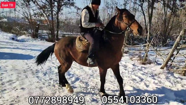 СЫНЫ КЕЛИШКЕН АТ САТУУГА ЧЫКТЫ 🤯👍 #байтв смотреть онлайн