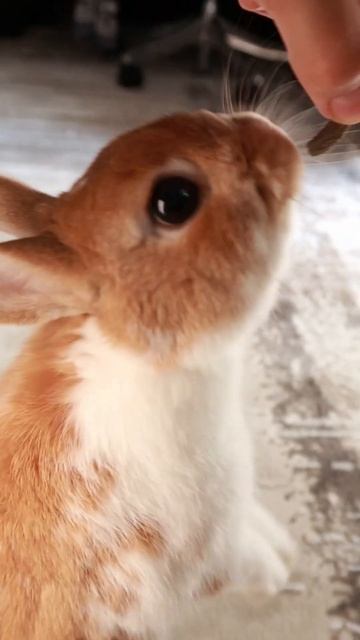 Почему мой кролик не ласковый? смотреть онлайн