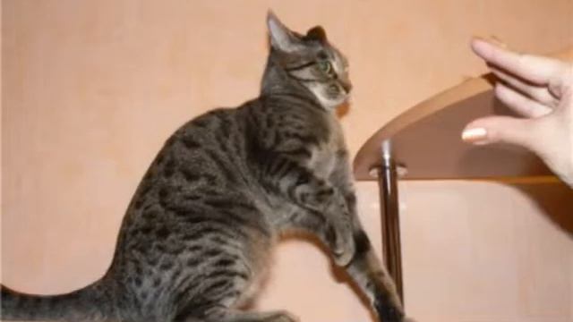 Вы не стойте слишком близко - я тигренок, а не киска! смотреть онлайн