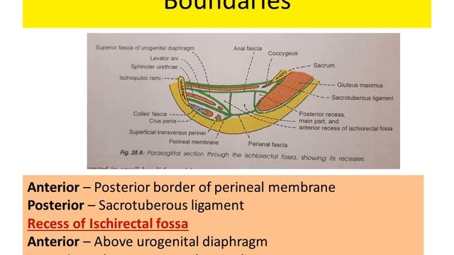 Anatomy of Ischiorectal Fossa смотреть онлайн
