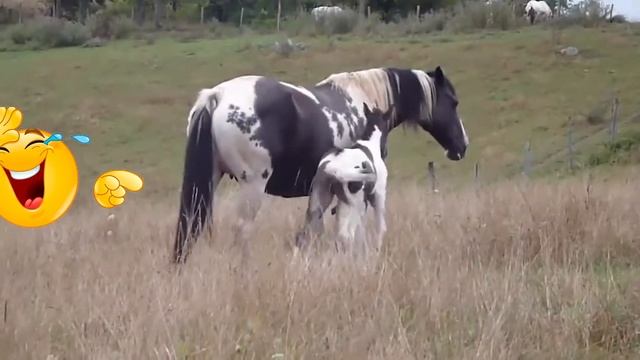 ПРИКОЛЫ- ЗАСМЕЯЛСЯ, ПОДПИШИСЬ! смотреть онлайн