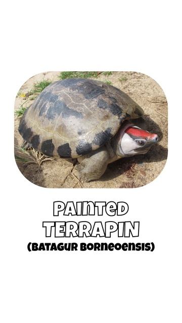 6 Species Of Batagur Turtles | 6 Types Of Batagur смотреть онлайн