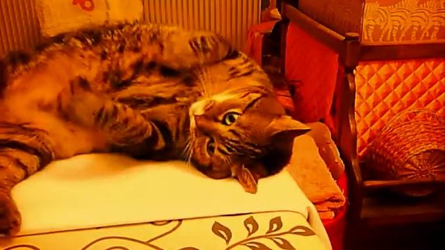 Toinette, t'as de beaux yeux tu sais смотреть онлайн