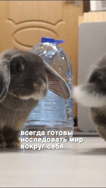Вислоухий кролик дома смотреть онлайн