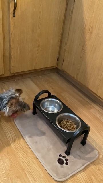 Yorkshire Terrier food challenge Turkey bacon vs dog food смотреть онлайн