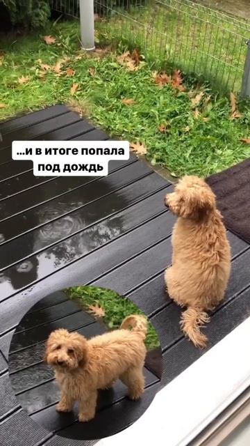 Всем красивым укладкам посвящается #пудельКапуч смотреть онлайн