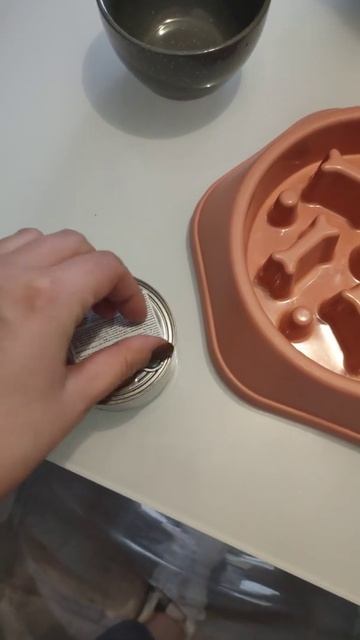 FARMINA N&D Potiron sanglier & potiron & pomme pour chien - Zoomalia смотреть онлайн